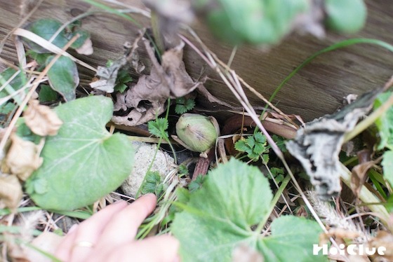 【自然遊び】フキノトウを探してみよう！〜素材／フキノトウ〜