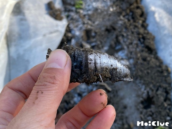 【自然遊び】寒い日のお散歩。霜を探しに行こう！〜素材／霜〜