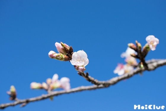 【自然遊び】2月、春の草花はどうしているかな？