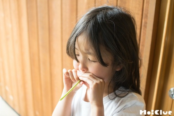 【自然遊び】タンポポの茎で笛を作ろう！〜素材／タンポポの茎〜