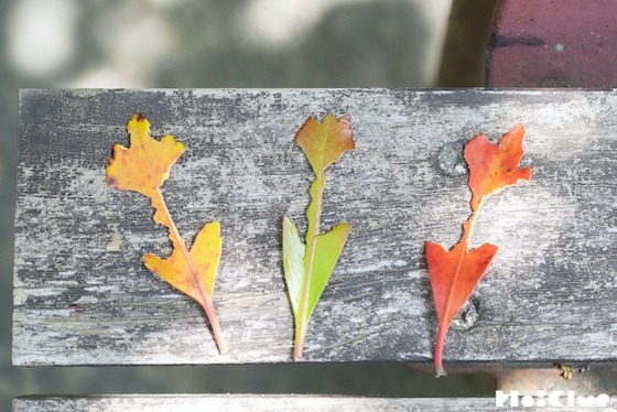 【自然遊び】葉っぱでつくる、チューリップ！〜素材／葉っぱ〜