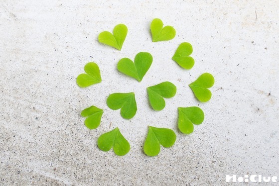 【自然遊び】カタバミの「ハート」を探してみよう！〜素材／カタバミの葉〜