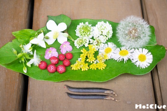 【自然遊び】初夏の野草でランチバイキングごっこ！〜素材／初夏の野草