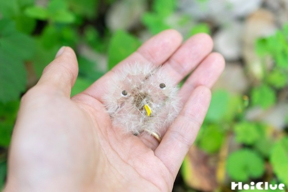 【自然遊び】タンポポの綿毛で作るホワホワひな鳥〜素材／タンポポの綿毛〜