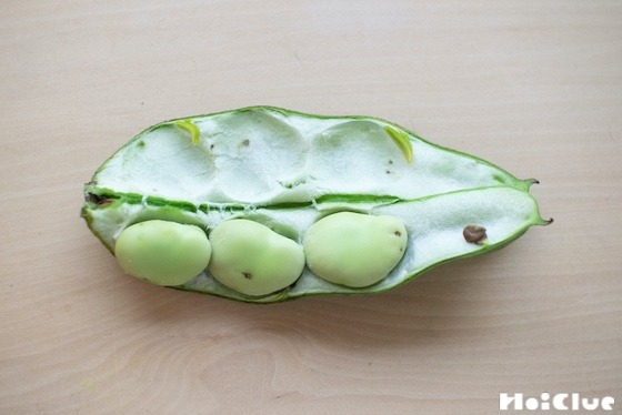 【自然遊び】お豆は何個入ってる？そら豆あてっこゲーム！〜素材／そら豆〜