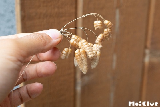 【自然遊び】コバンソウの穂で遊ぼう！〜素材／コバンソウ〜