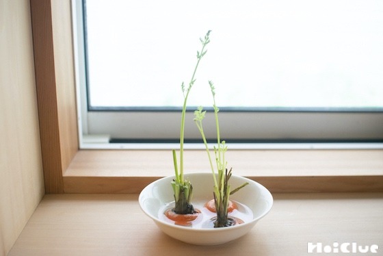 【実験コラム】ニンジンの葉を育ててみよう！〜素材／ニンジンのヘタ〜