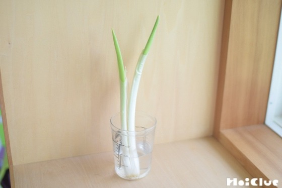 【実験コラム】長ねぎを水で栽培してみよう！〜素材／長ねぎ〜