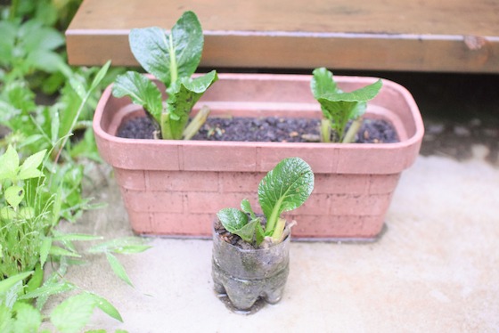 【実験コラム】コマツナを再生してみよう！〜素材／コマツナ〜