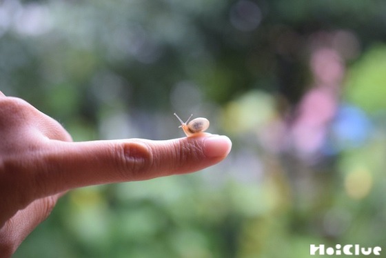 【自然遊び】カタツムリのウンチを観察しよう！〜今回の主役／カタツムリ〜
