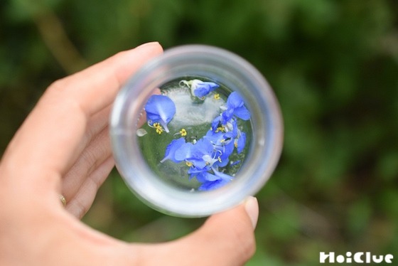 【自然遊び】ムラサキツユクサで色水遊び！〜素材／ムラサキツユクサ〜