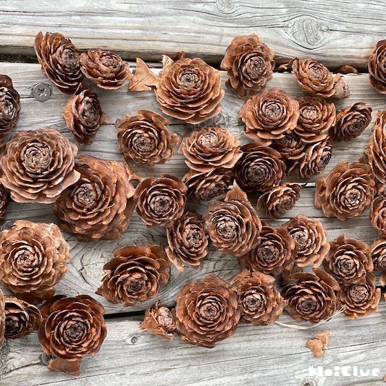 シダーローズ（まつぼっくり）をさがしてみよう！〜秋冬にたのしむ戸外遊び、自然遊び〜