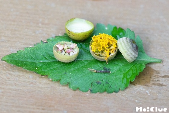 【自然遊び】どんぐりのぼうしで、こびとのごはん！〜素材／どんぐりのぼうし〜