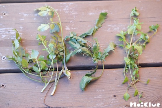 【自然遊び】春の七草を探してみよう！〜素材／セリ・ナズナ・ハコベ〜