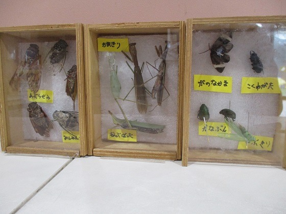 命をいかす～ひと夏のだりあ組の標本作りをめぐって～第57回「わたしの保育記録」佳作〜