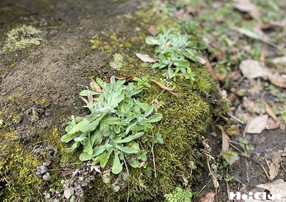 【自然遊び】色々なロゼット葉を探してみよう！〜素材／ロゼット葉〜