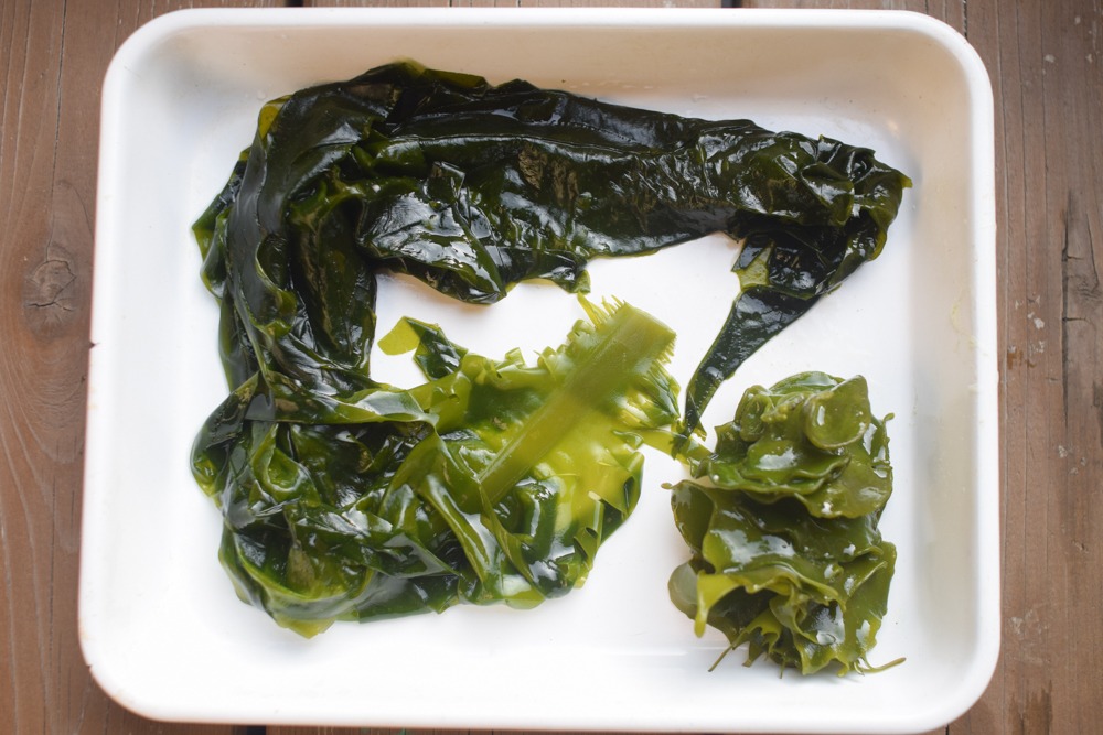 【自然遊び】鮮やかな緑に！ワカメの色変化！〜素材／生ワカメ〜