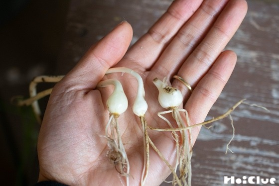 【自然遊び】土を掘って「ノビル真珠」を探そう！〜素材／ノビル〜