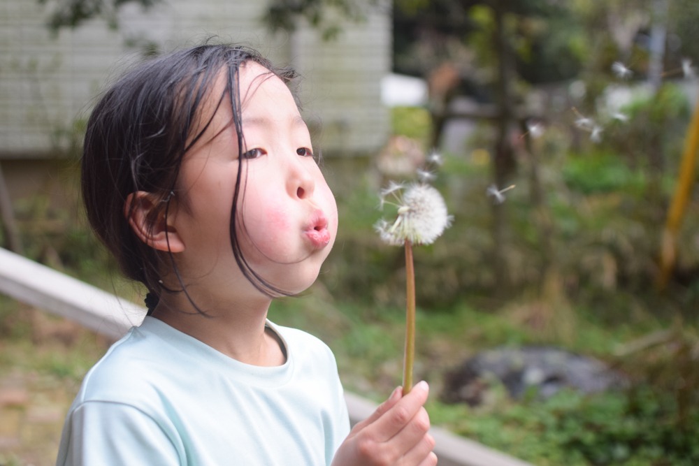 【自然遊び】タンポポの茎でつくる「クルクル」〜素材／タンポポの茎〜