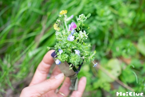 【自然遊び】オオイヌノフグリでミニブーケをつくろう〜素材／オオイヌノフグリ〜