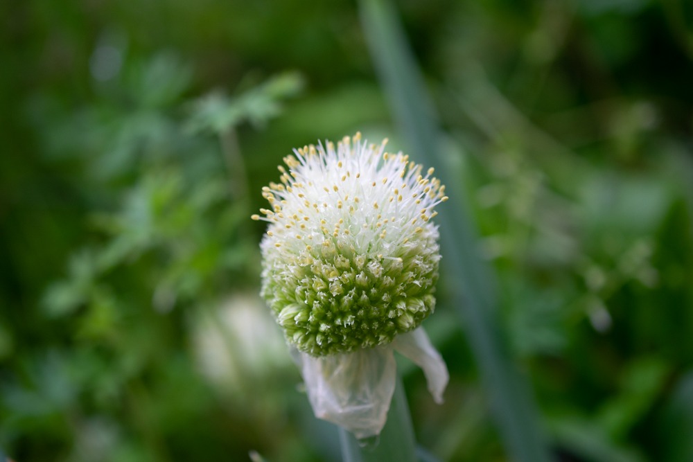 【自然遊び】ねぎぼうずに会ってみよう！〜素材／ねぎぼうず〜
