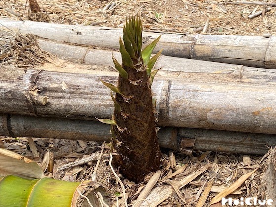 【自然遊び】タケノコの成長を観察してみよう！〜素材／タケノコ〜