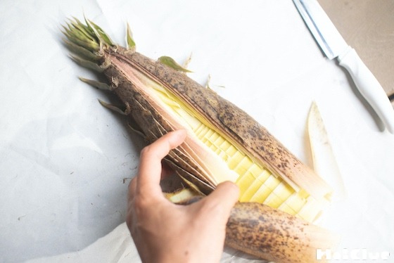 【自然遊び】タケノコの皮をむいてみよう！〜素材／タケノコ〜