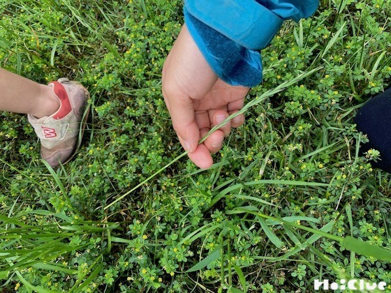 【自然遊び】キュッキュ草であそぼう！〜素材／ ネズミムギ〜