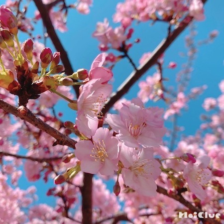 梅・桃・桜の花の見分け方 〜春の訪れを感じる花を見つけよう〜