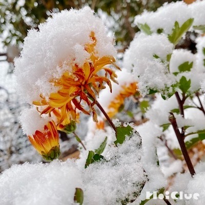 雪の日の発見〜雪に隠れているのはなんだろう？〜