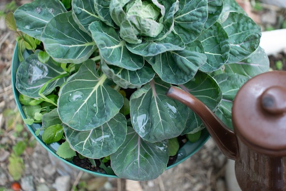 【自然遊び】葉っぱで氷の宝石をつくってみよう！〜素材／キャベツの葉