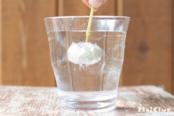 【自然遊び】綿毛のUFOをつくってみよう！〜素材／タンポポの綿毛〜