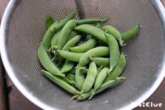 スナップエンドウのスジ取りに挑戦！〜素材／スナップエンドウ〜