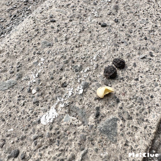 オシロイバナのチョーク〜身近な草花でたのしむ自然遊び〜
