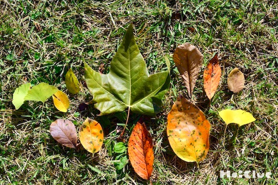 落ち葉で色おに〜色、いろいろ発見の自然遊び〜