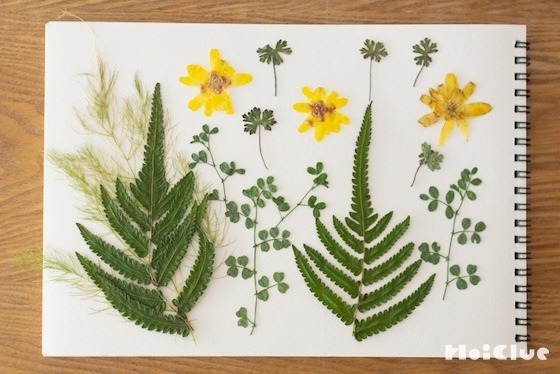 押し花・押し葉の作り方と保存方法〜素材／花・葉〜