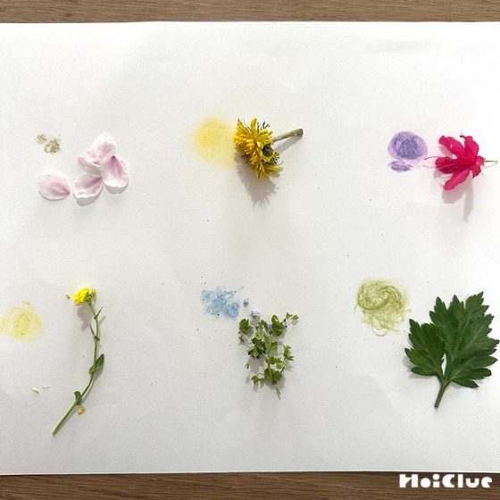草花の色あそび〜植物の色に触れて楽しむ自然遊び〜 草花の色あそび〜植物の色に触れて楽しむ自然遊び〜