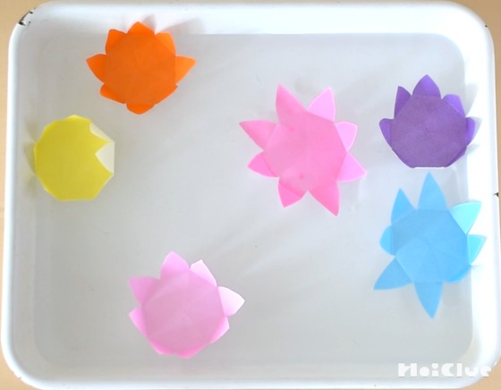 水に浮かべると花咲く！？不思議なスイレンの花〜素材／折り紙〜