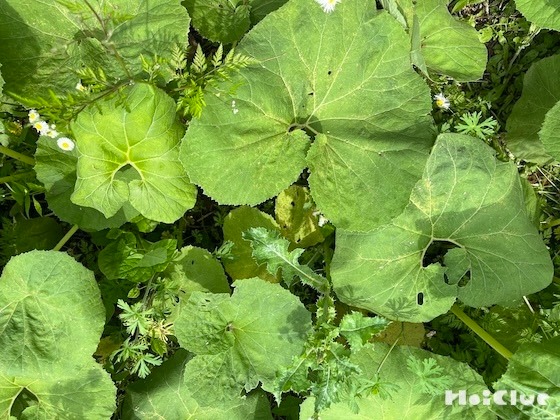 フキの収穫〜春の味覚を味わってみよう〜