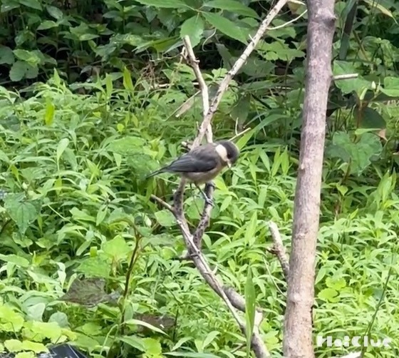 ヤマガラのヒナを観察してみたら