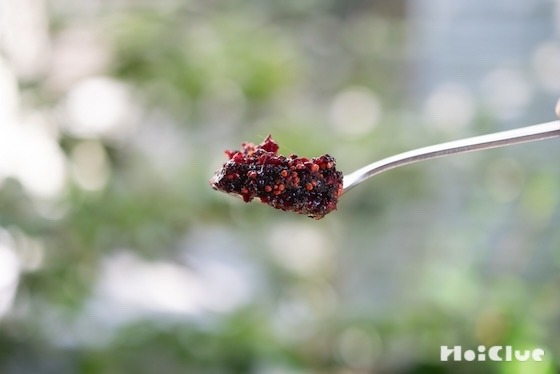 桑の実でジャムを作ってみた〜素材／桑の実〜