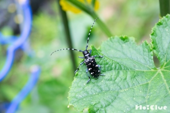 カミキリムシのアゴの力を観察してみよう！〜今回の主役／カミキリムシ〜