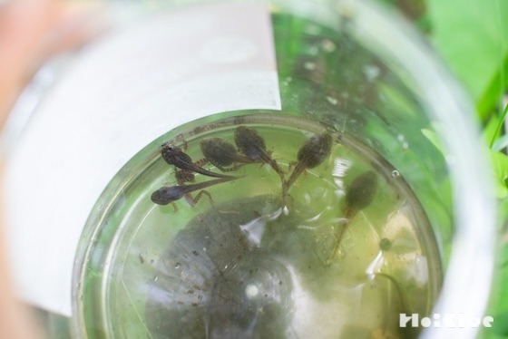 おたまじゃくしを探しに行ったら…〜今回の主役/おたまじゃくし〜