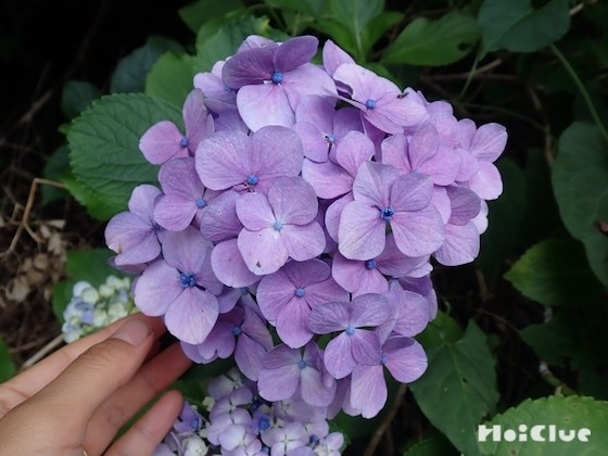 アジサイの花って本当はどこ！？〜素材／アジサイ〜
