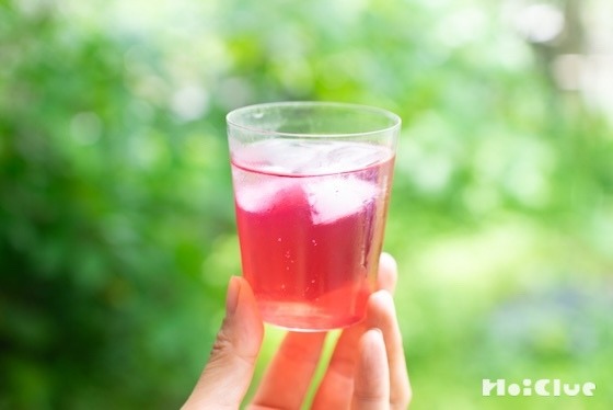 色の変化が楽しい！しそジュースを作ろう〜素材／赤紫蘇・青紫蘇〜