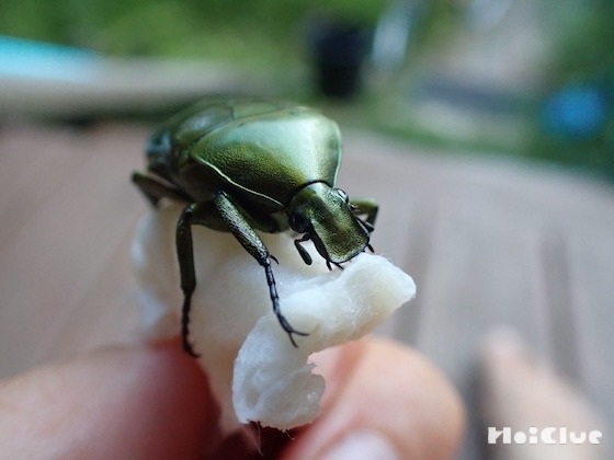 カナブンを観察してみよう〜今回の主役／カナブン〜
