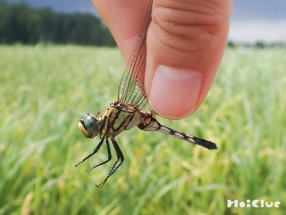 「とんぼのめがね」を観察してみよう！〜今回の主役／とんぼ〜