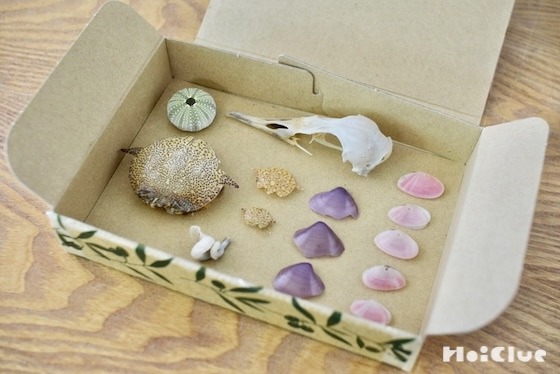 台風一過の浜辺で、ビーチコーミングをしてみたら