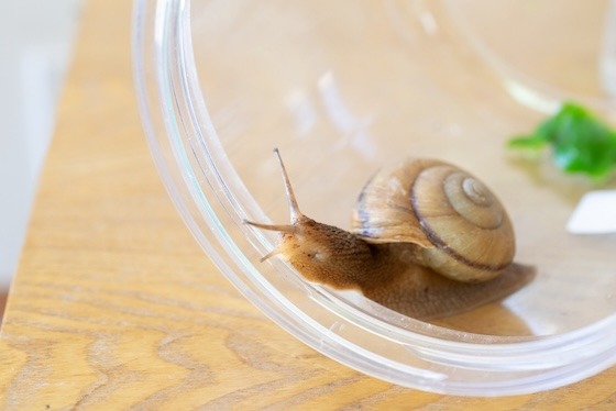 不思議がたくさん！カタツムリを観察してみよう〜今回の主役／カタツムリ〜