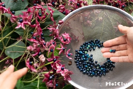 クサギの実で、青い手拭いを作ってみた〜素材／クサギの実〜